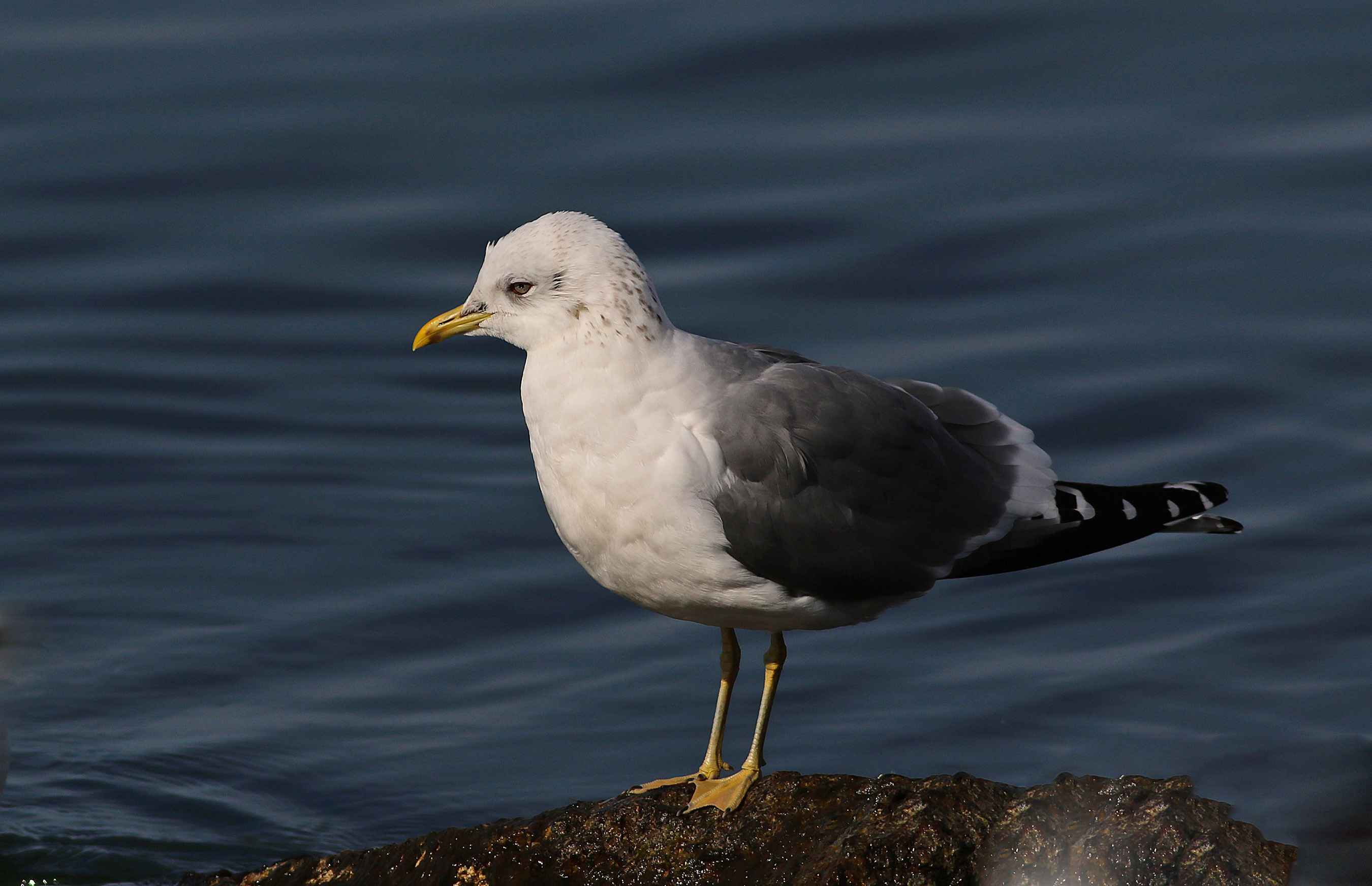 Mew Gull